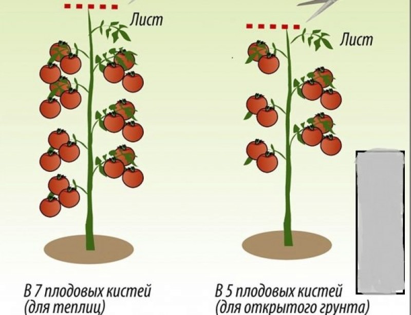 Томат в 3 стебля схема