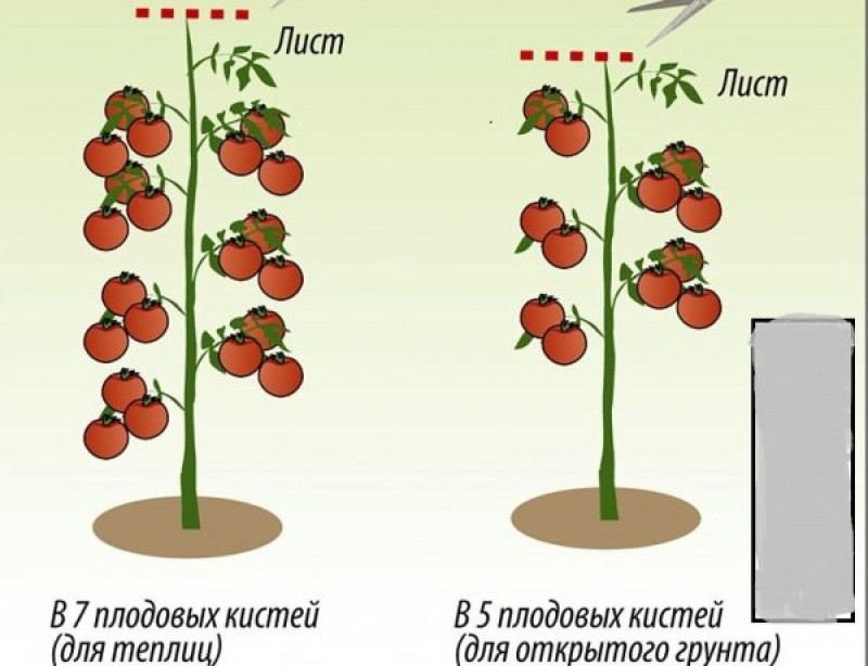 Пинк буш томат схема посадки