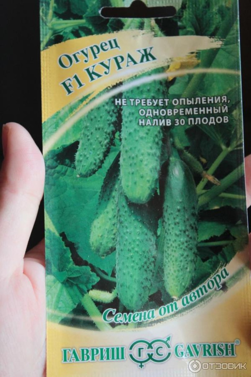 огурец маша. семена огурцов кураж.