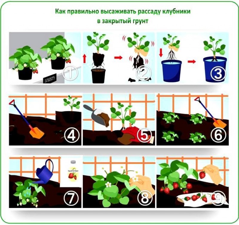 Схема посадки семян для детей в картинках