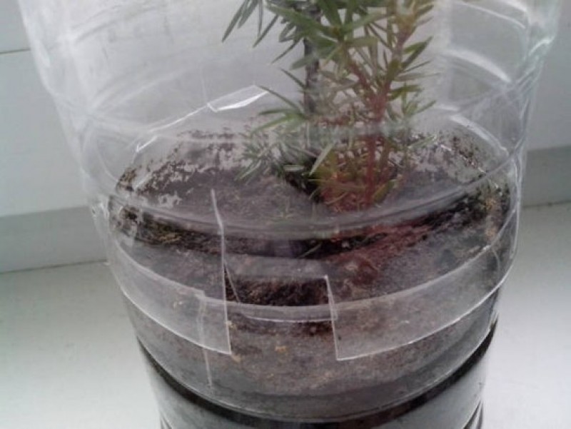 укоренение можжевельника черенками