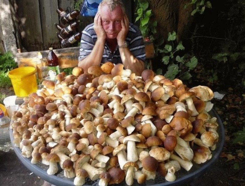 Урожай белых грибов