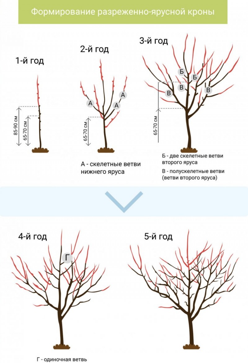 Схема обрезки плодового дерева