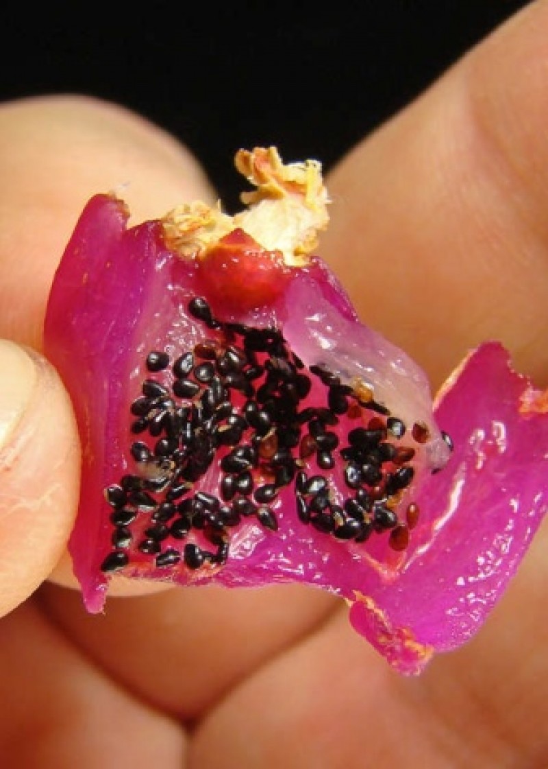 шлюмбергера beach dancer. кактус шлюмбергера размножение. семена декабриста. опунция зигокактус. шлюмбергера в семенах.