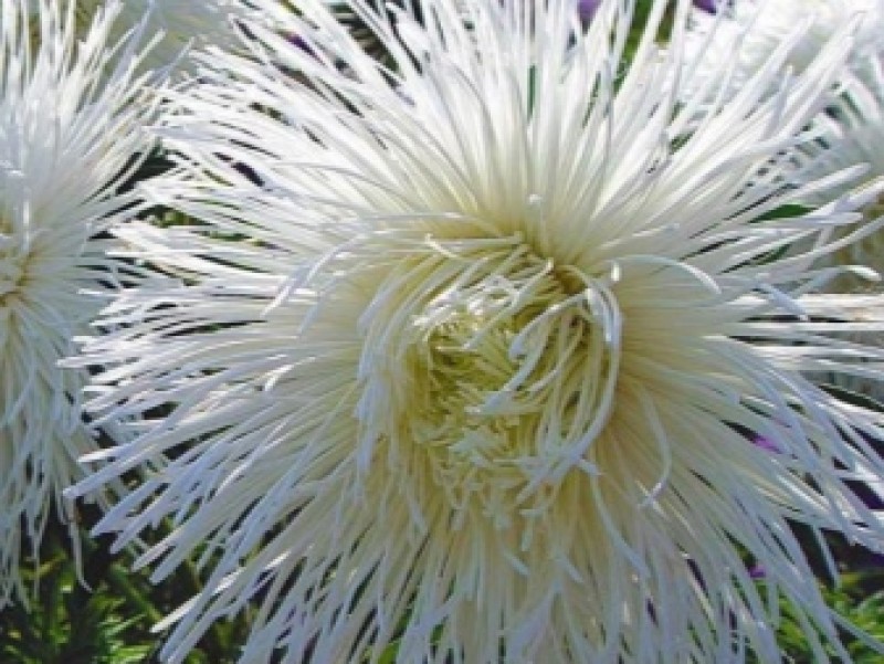 Тысячелистник птармика маршмеллоу. Гостиная в белом цвете. Цветы зима. Белое разнообразие. Белый интерьер.