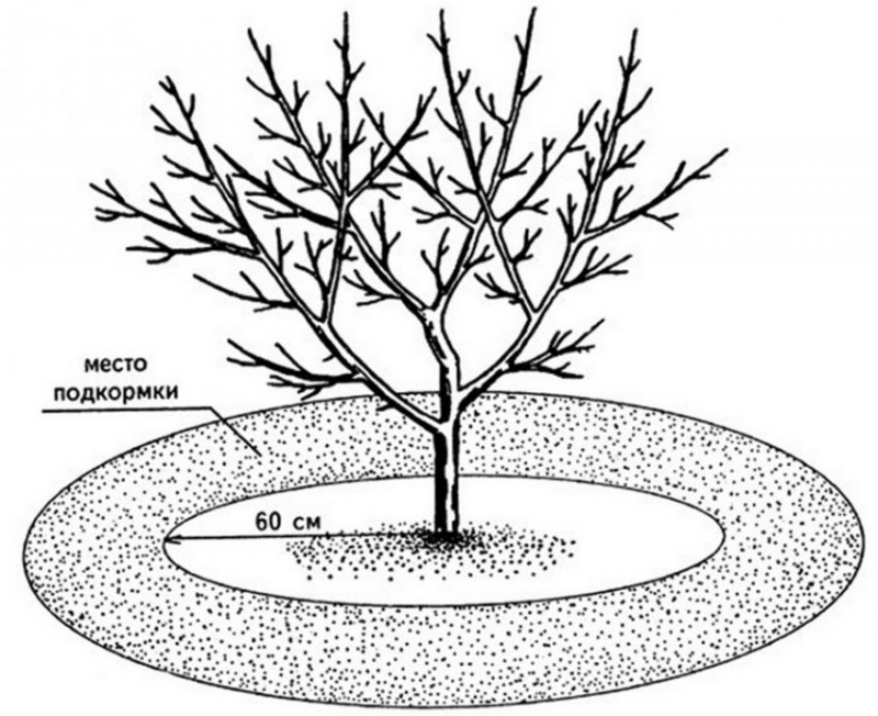 Схема посадки яблонь