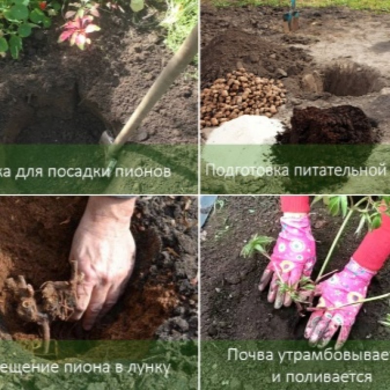 почвогрунт для роз 5 л. пионы грунт. пионы грунт. пионы грунт. посадочная яма для пиона.