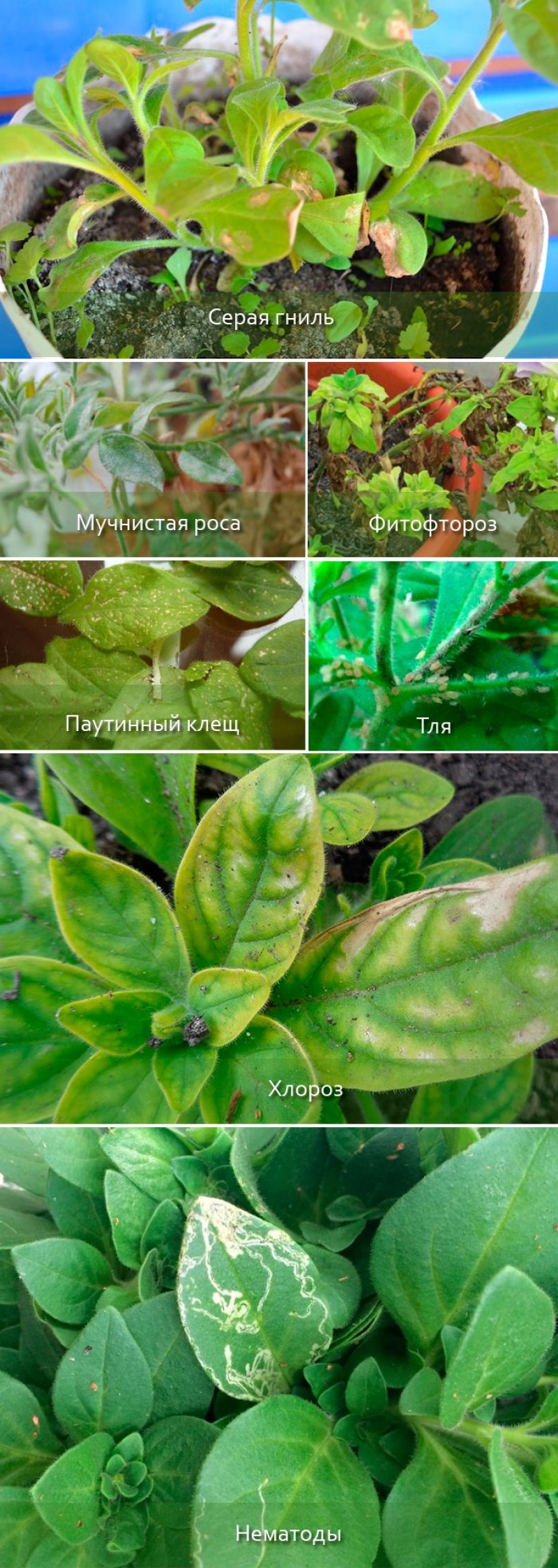 Мучнистая роса на петунии рассаде. Хлороз рассады петунии. Фитофтороз петунии. Железный хлороз петунии. Трипсы на петунии.
