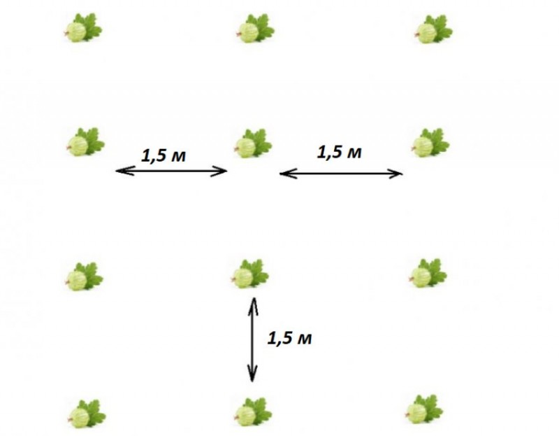 Схема посадки крыжовника