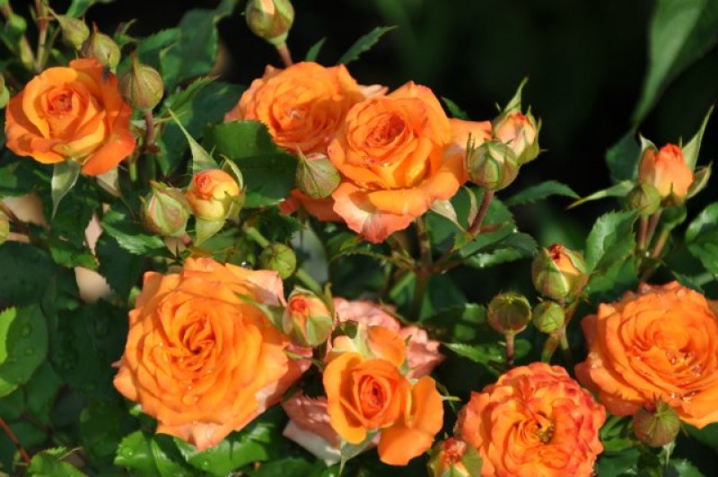 Розы миниатюрные сорта фото