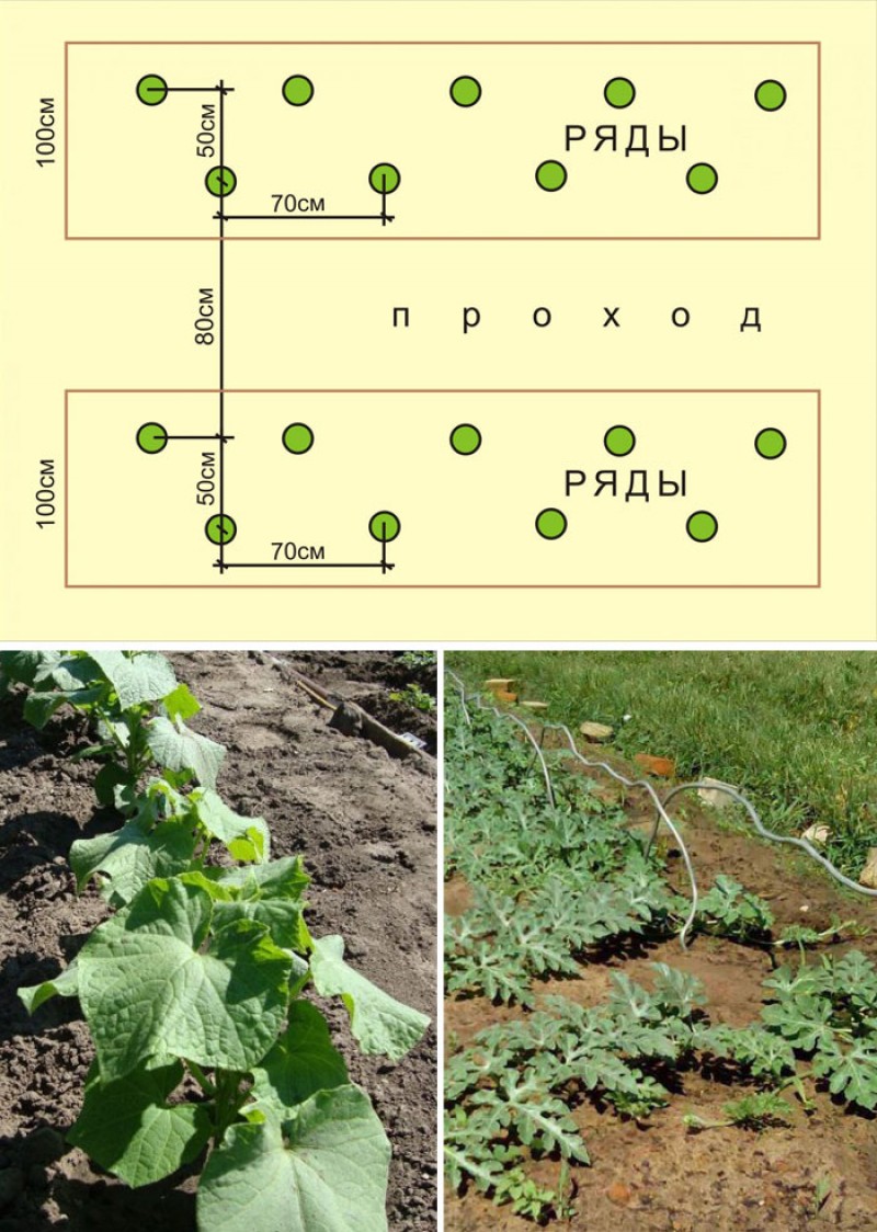 Расстояние посадок. Схема посадки дыни и арбуза в открытом грунте. Арбузы схема посадки в открытый грунт. Огурцы схема посадки в открытый грунт. Дыня схема посадки в открытый грунт.
