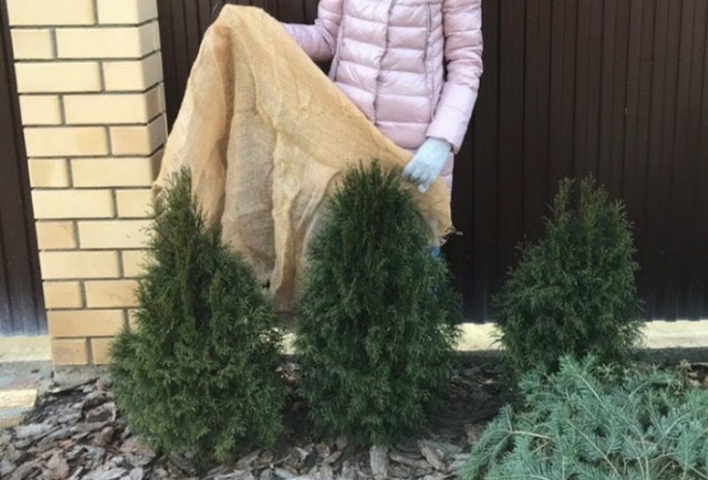 Укрытие туи