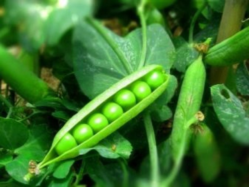 стручок гороха. горох растет. горох овощной альфа. лущильный горох. как рос горох.