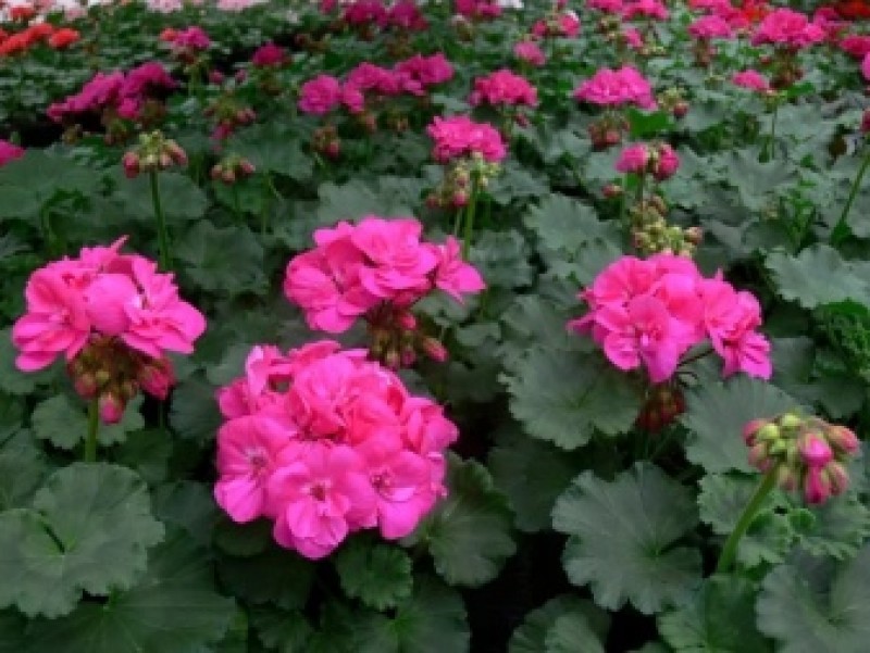 Пеларгония рафаэлла f1 алая. Герань белая махровая. Пеларгония рафаэлло. Пеларгония рафаэлло. Пеларгония зональная рафаэлла f1.