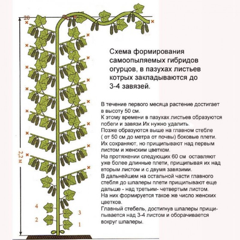 Что значит партенокарпический гибрид. Когда и как прищипывать огурцы в теплице. Схема формировки огурцов в теплице. Прищипывать огурцы схема. Прищипывание огурцов схема и схема формирования.