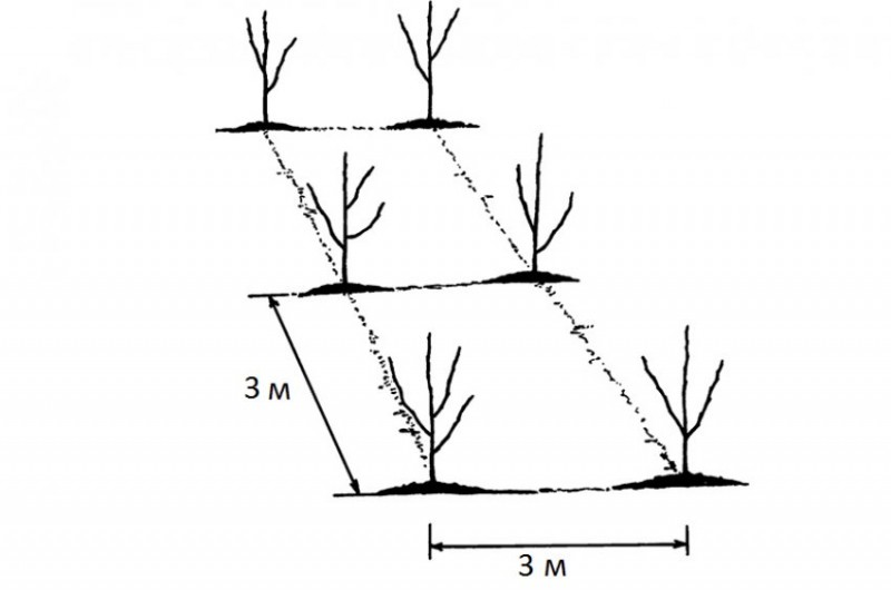 Расстояние между плодовыми деревьями в саду схема