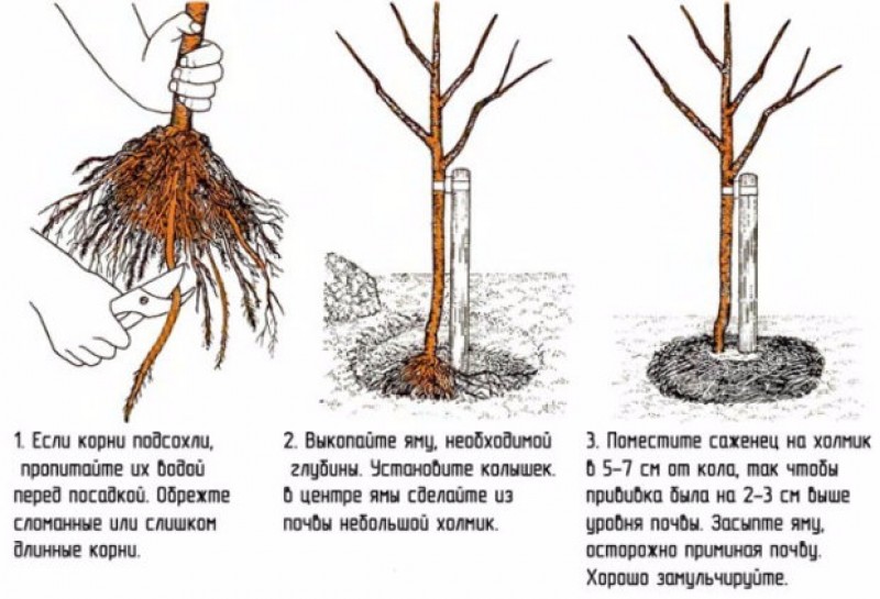 Корневая колоновидной яблони. Схема посадки саженца яблони. Посадка яблони весной саженцами. Посадка саженца яблони. Правильная посадка саженцев яблони.