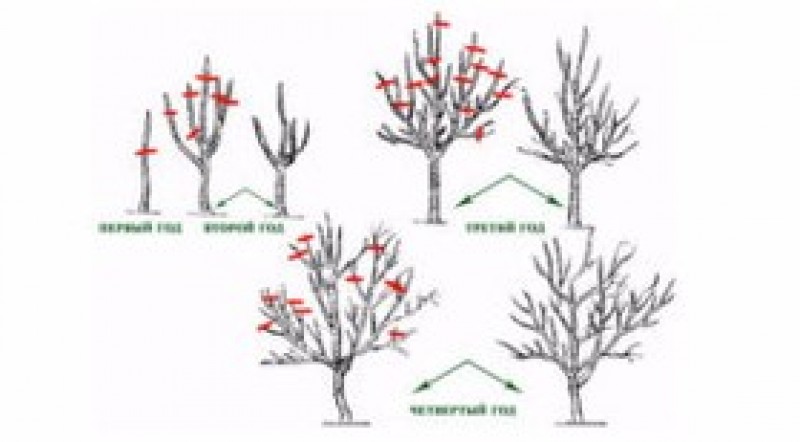 Схема обрезки груши весной
