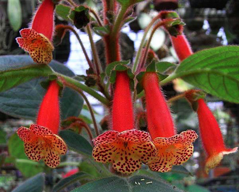 Цветок домашний с красными колокольчиками фото и названия