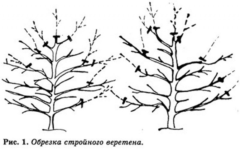 Обрезка груши осенью для начинающих в картинках пошагово