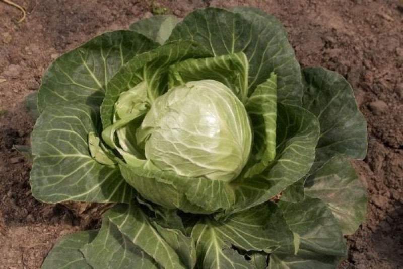 поздней капусты. капуста амагер 611. капуста белокочанная позднеспелая добродей f1. поздней капусты. капуста белокочанная спирит f1.