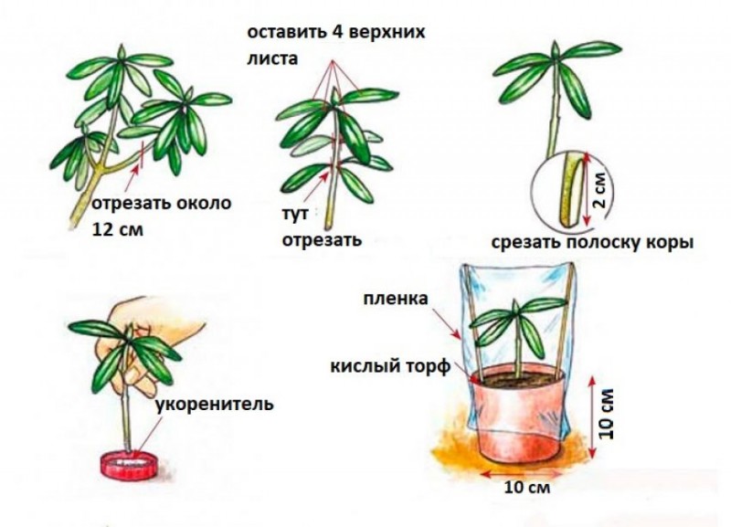 Корневая система рододендрона схема