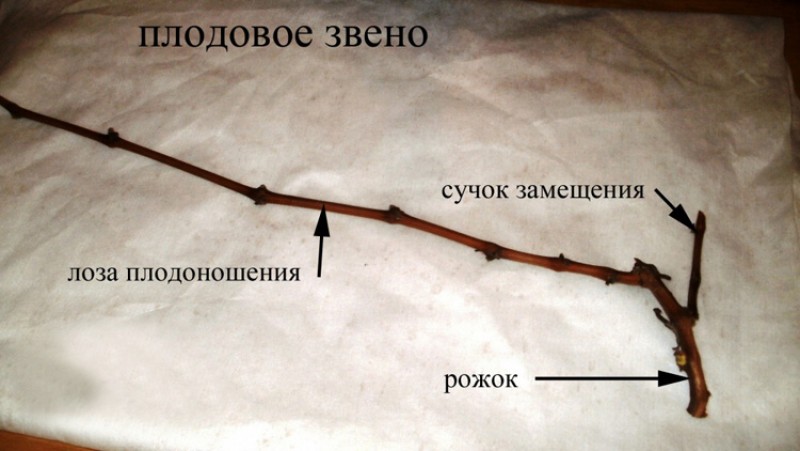 Строение лозы