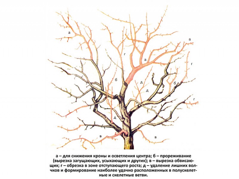 Схема обрезки плодовых деревьев весной