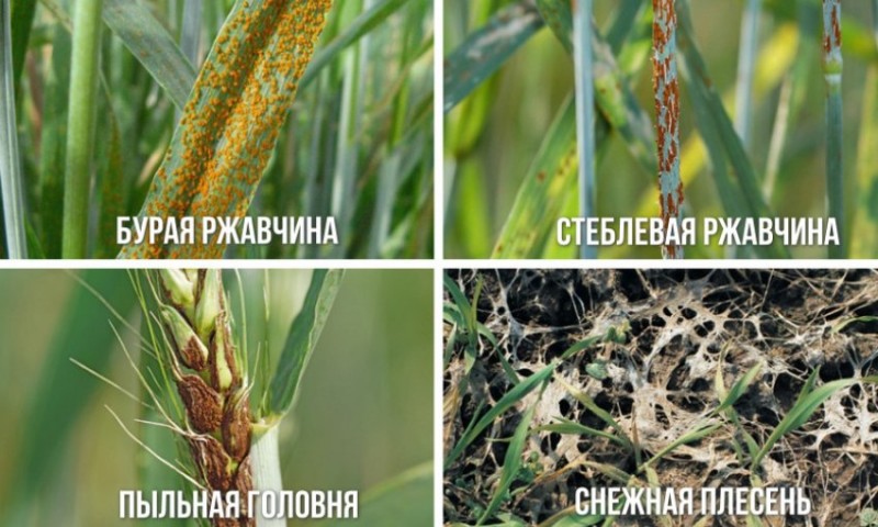 Болезни озимого ячменя весной фото