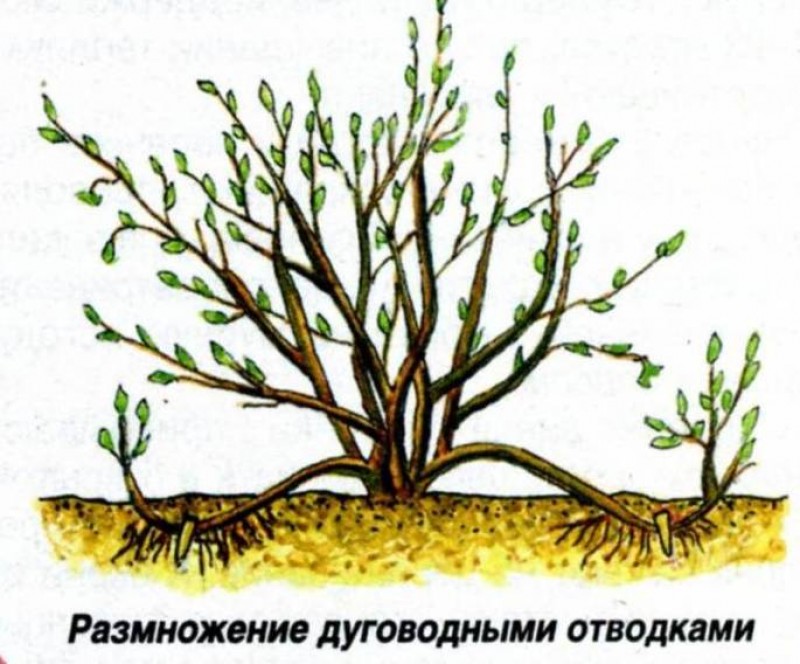 Крыжовник размножение дуговидными отводками