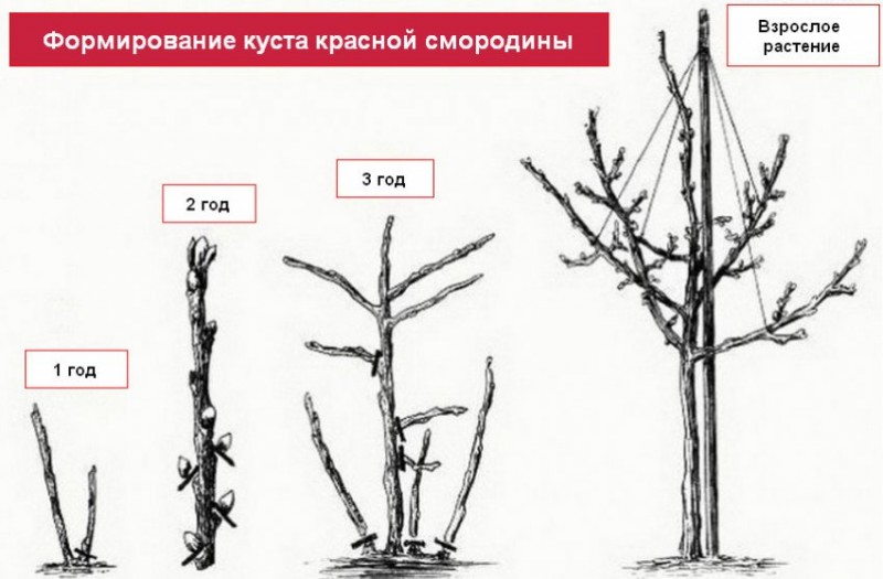 Схема обрезки красной смородины