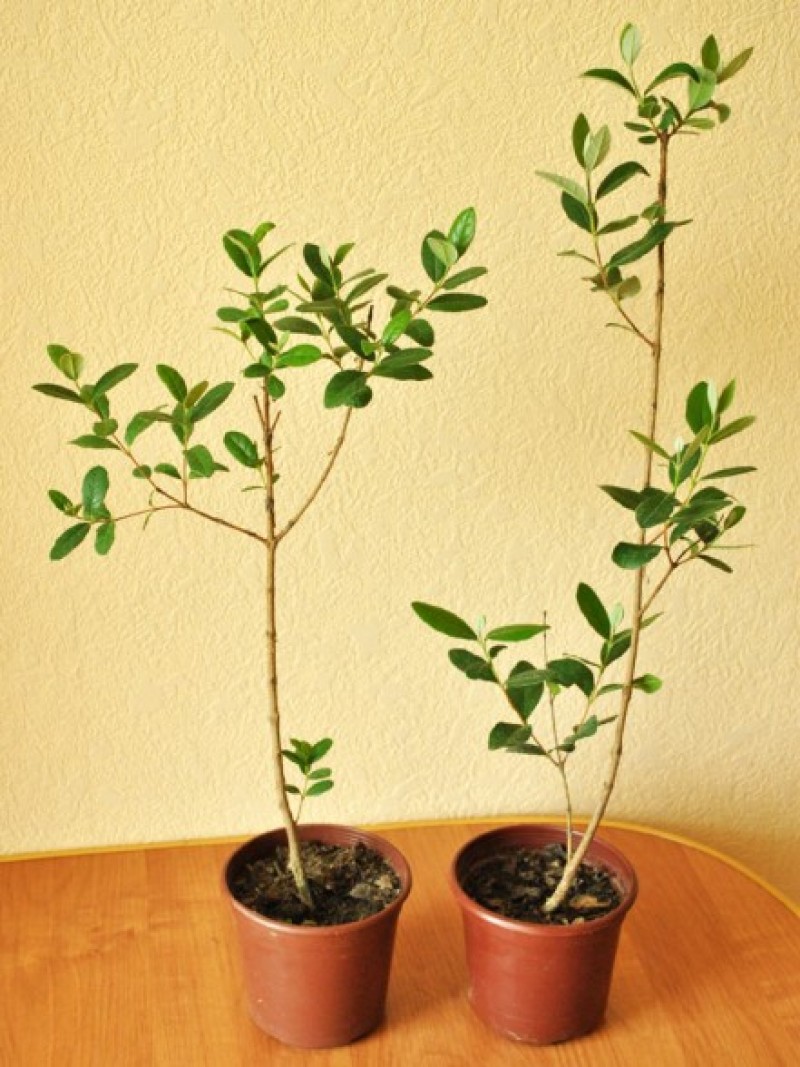 Фейхоа комнатное растение. Как вырастить фейхоа дома. Личи фейхоа цветок. Фейхоа мирт комнатный. Как вырастить фейхоа дома.