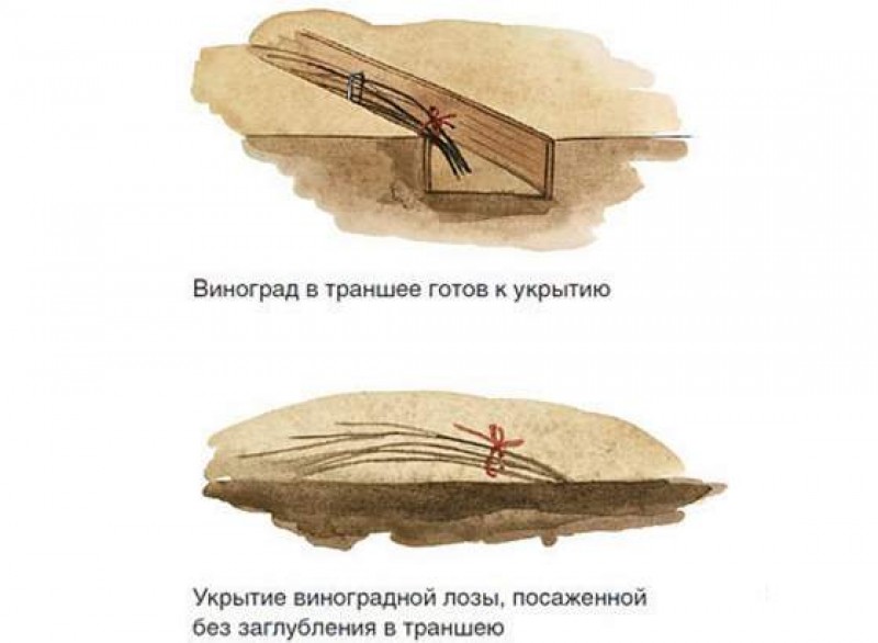 Как правильно укрыть виноград. Укрытие винограда на зиму на Урале. Укрытие винограда на зиму в Сибири. Способы укрытия винограда на зиму. Схема укрытия винограда на зиму.