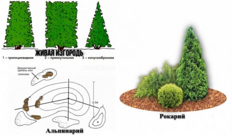 Обрезка туи весной схема