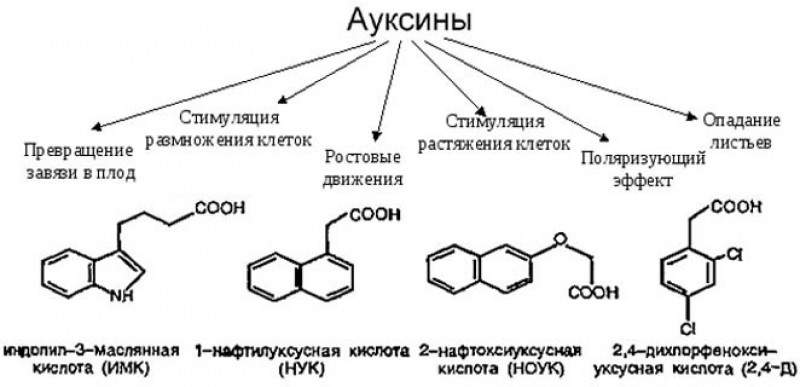 ауксины строение. гормон ауксин. нук ауксин. физиологические эффекты ауксинов. ауксины это.