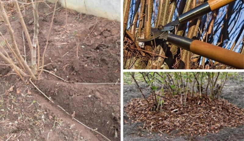 Профилактика плохого плодоношения