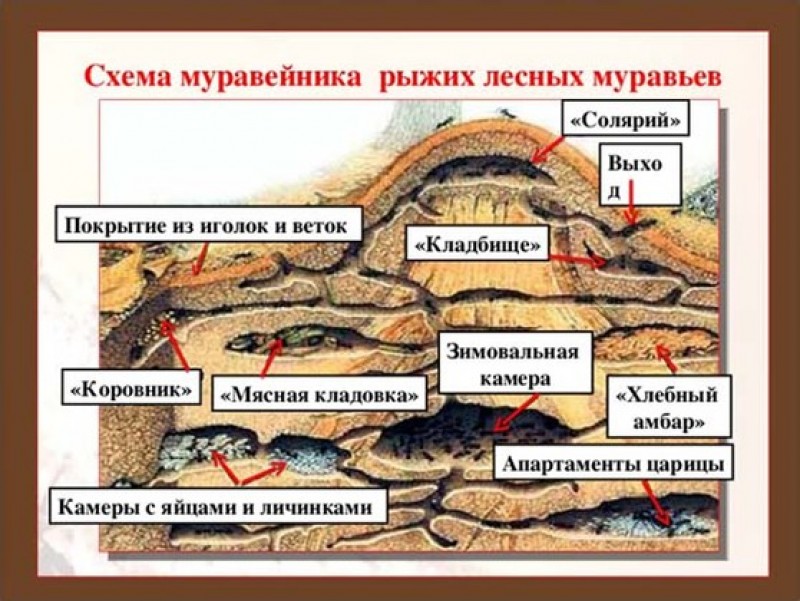 Строение муравейника картинка для детей