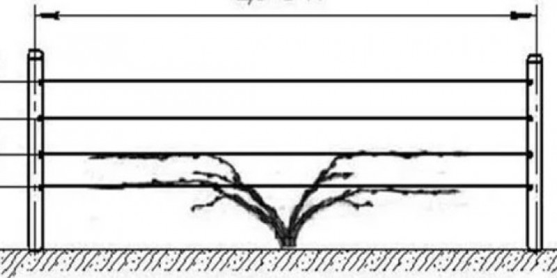 Опоры для винограда схема