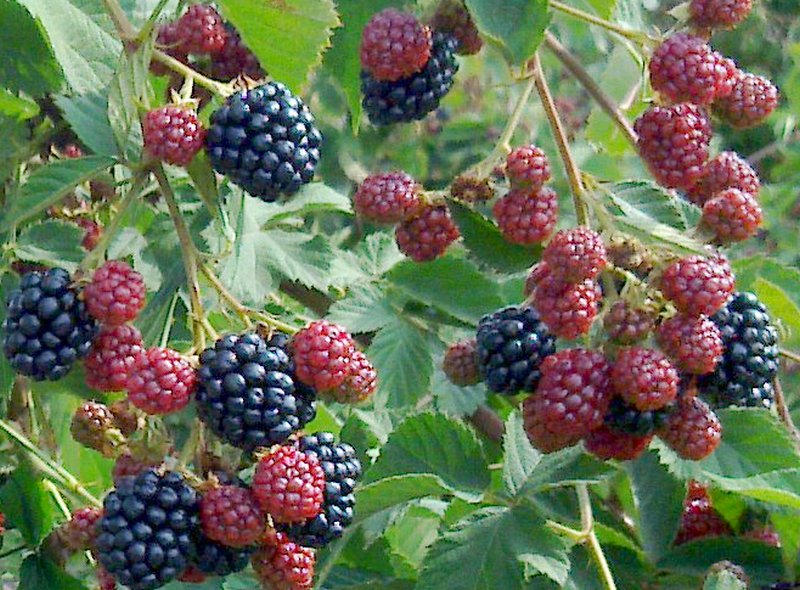 ежевика сорт троя. ежевика садовая безшиповая. ежевика без шипов сорта для подмосковья. ежевика астерина. ежевика много сортов.