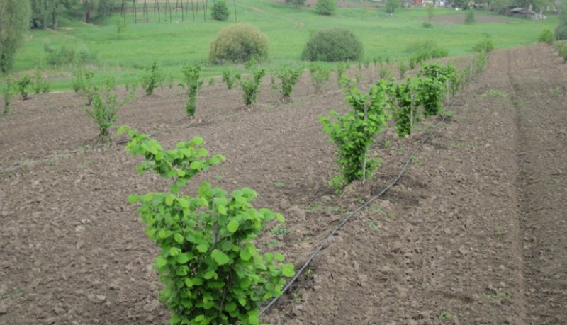 Место посадки фундука
