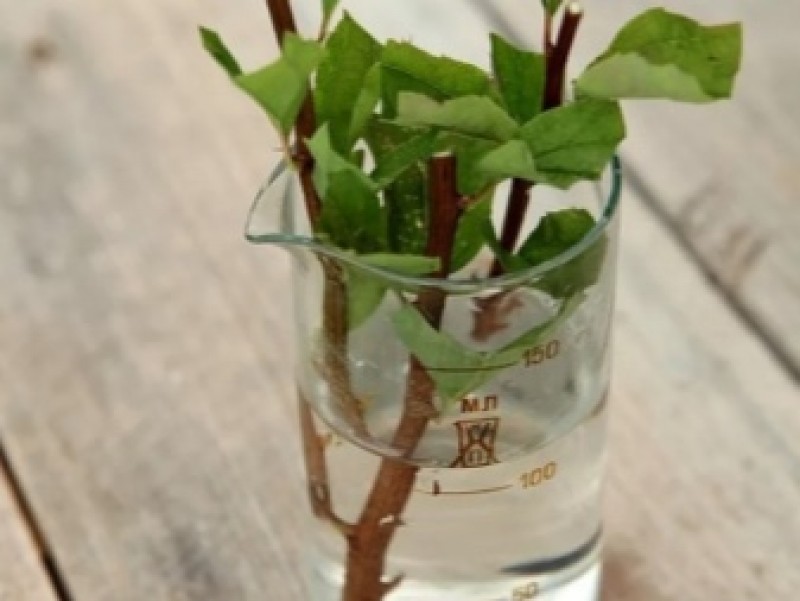 Спирея укоренение черенков. Спирея метельчатая черенкование. Как размножить спирею. Черенки спиреи. Черенковать спирею.