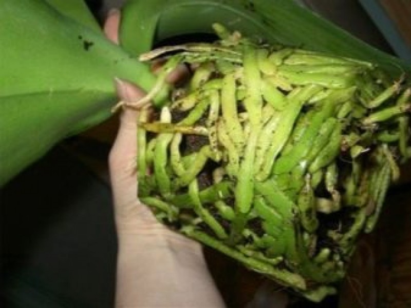 Живой корень растение. Как выглядят здоровые корни. Саженцы роз с открытой корневой системой окс. Здоровые корни орхидеи фаленопсис. Плесень на корнях кактуса.