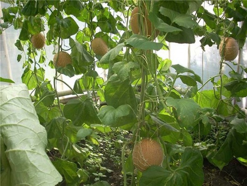 Формировка дыни в теплице. Вырастить дыню в теплице. Дыня дачная. Формировка дыни в теплице в подмосковье. Арбузы в теплице в расстил.