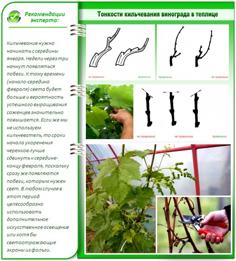 Виноград уход и выращивание. Посадка вегетирующего саженца винограда. Формирование винограда в теплице схема. Формирование винограда в теплице для начинающих. Формирование винограда в теплице.