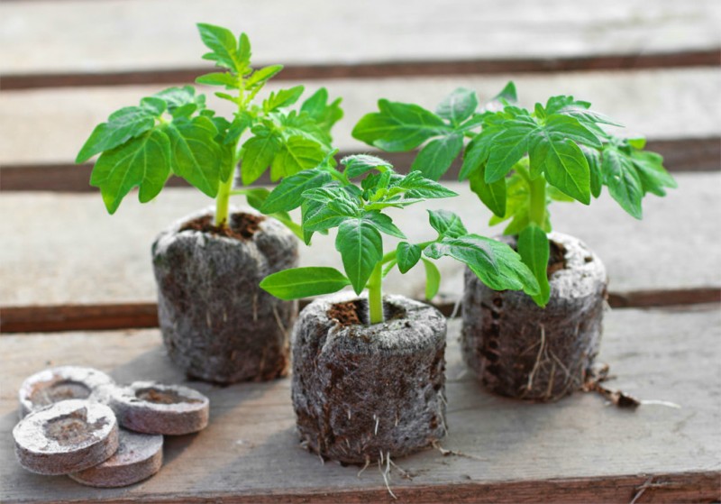 торфяные таблетки для рассады