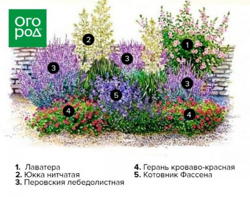 Клумба с шалфеем схема