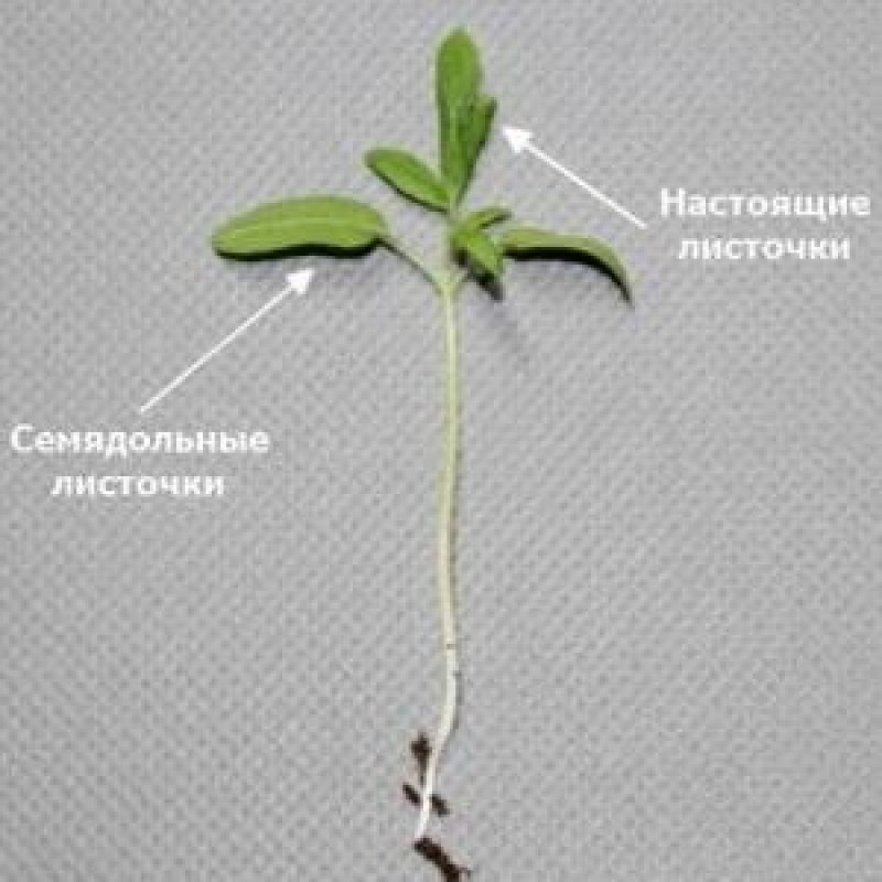 Первые листья растения семядоли. Что такое семядольные листочки у рассады помидор. Семядольные листья у гороха. Рассада томатов семядольные листья. Семядольные листья Amaranthus Tricolor.