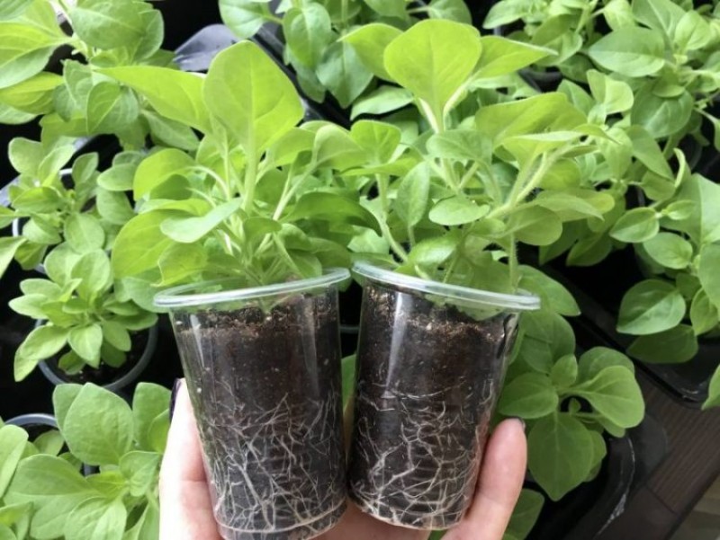 рассада петунии в стаканчиках. рассада фраголино петуния. петуния рассада етыф. петуния рассада. ампельная петуния всходы рассада.