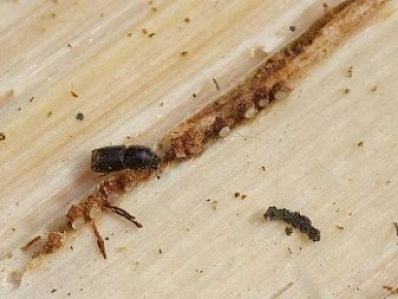 Жучки в дереве дома. Короед жук древоточец. Жучки в дереве дома. Шашель жук. Короед жук древоточец.