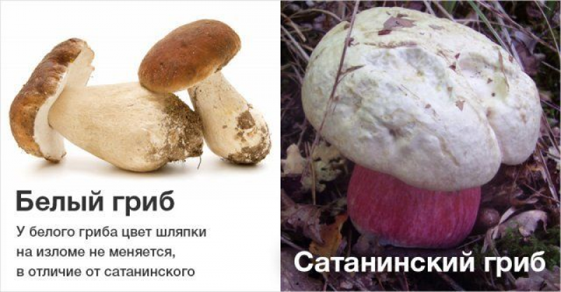 Как отличить белый. Ложный Боровик двойник белого гриба. Ложный белый сатанинский гриб. Ложный Боровик, желчный гриб. Желчный гриб и сатанинский гриб.